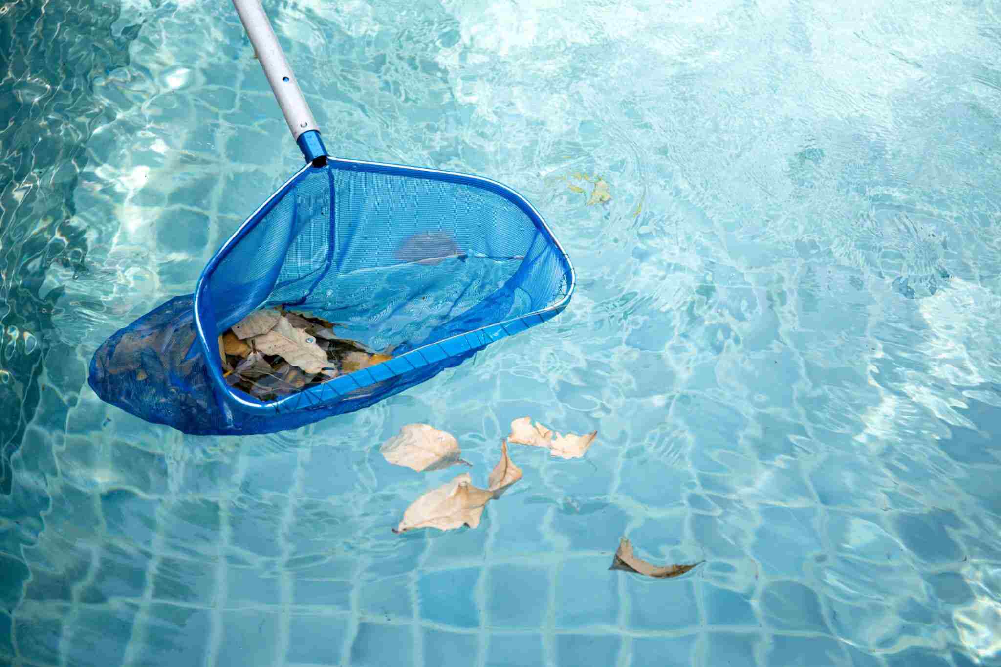 Cleaning swimming pool of fallen leaves with blue skimmer net