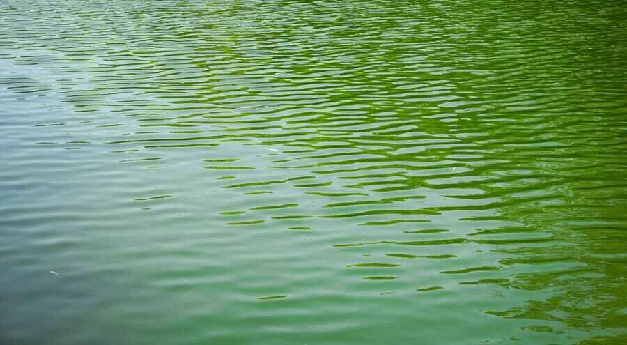 Why Is My Pool Still Green or Cloudy After Shocking?