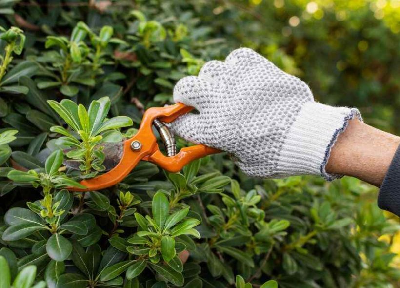 Plant Trimming and Pruning